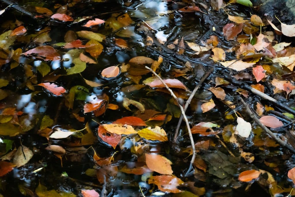 DSC8808-1024x683