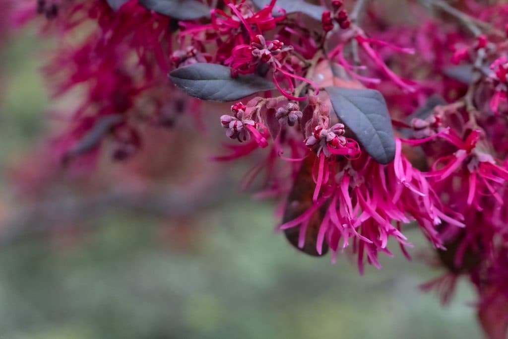 DSC8986-1024x683